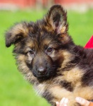 owczarek długowłosy